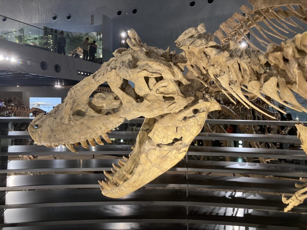 タルボサウルス・バタール
