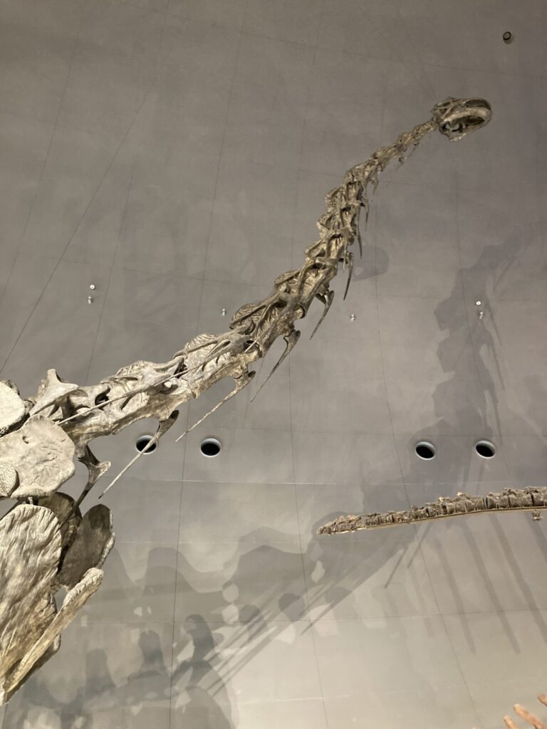ブラキオサウルス