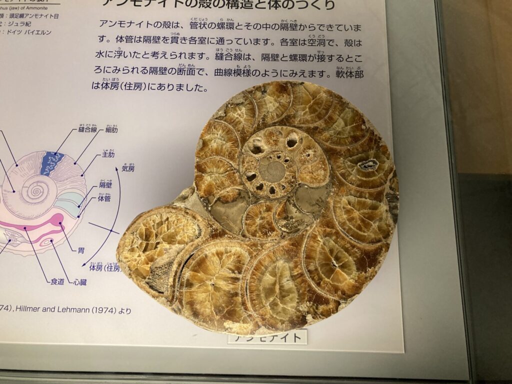 アンモナイト