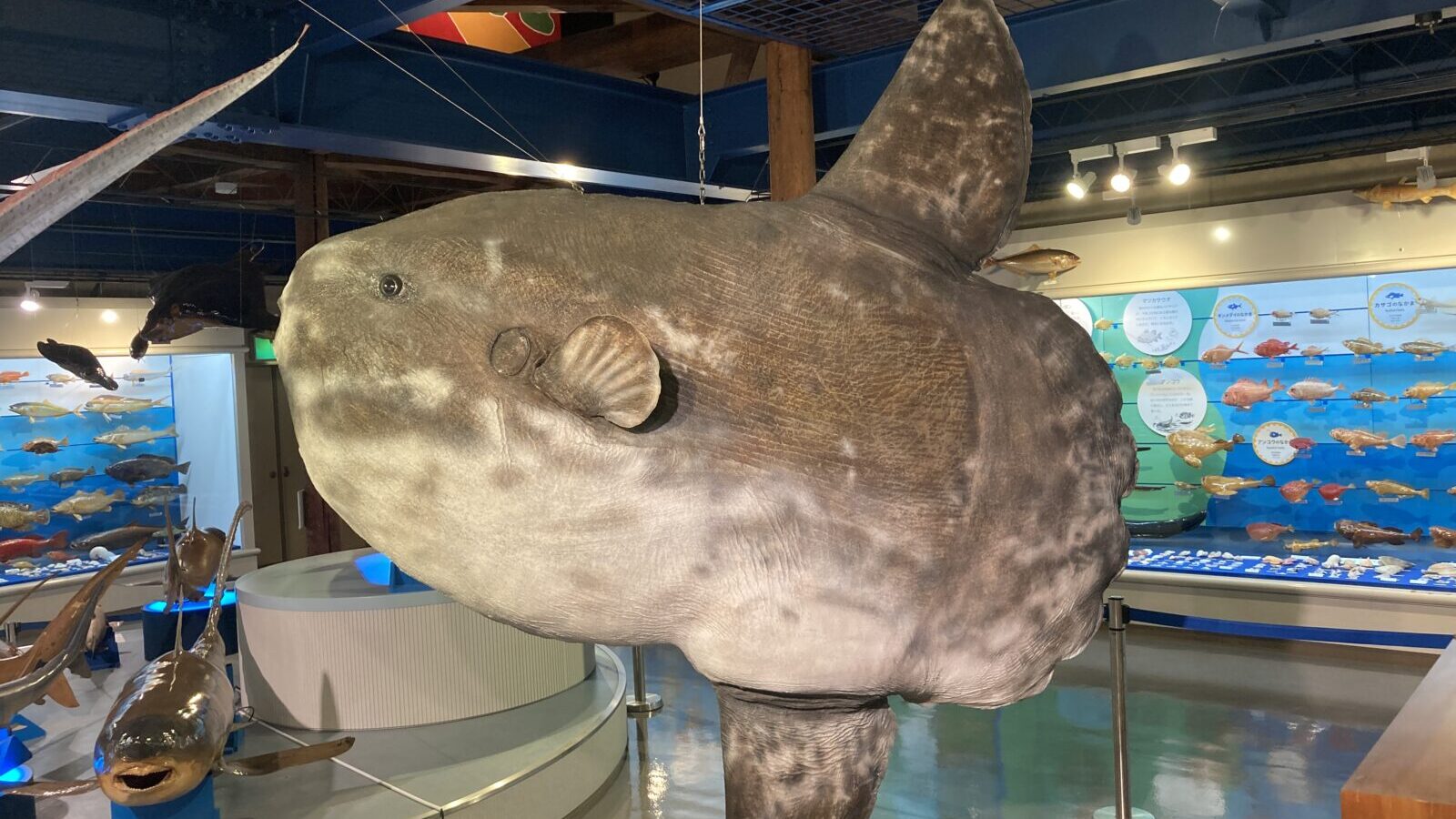 「海とくらしの史料館」のマンボウ