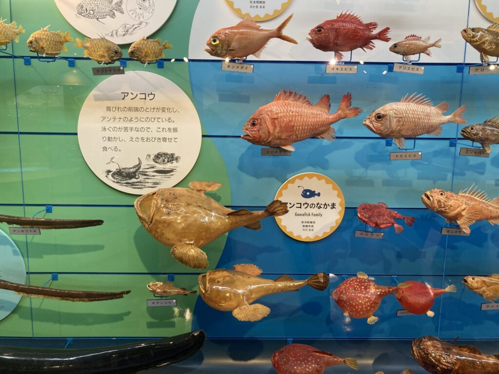アンコウの剥製ほか