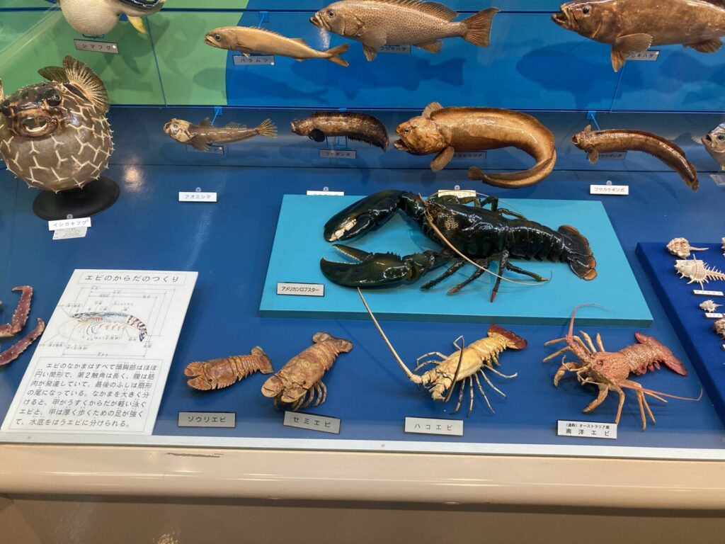 アメリカンロブスターの剥製ほか
