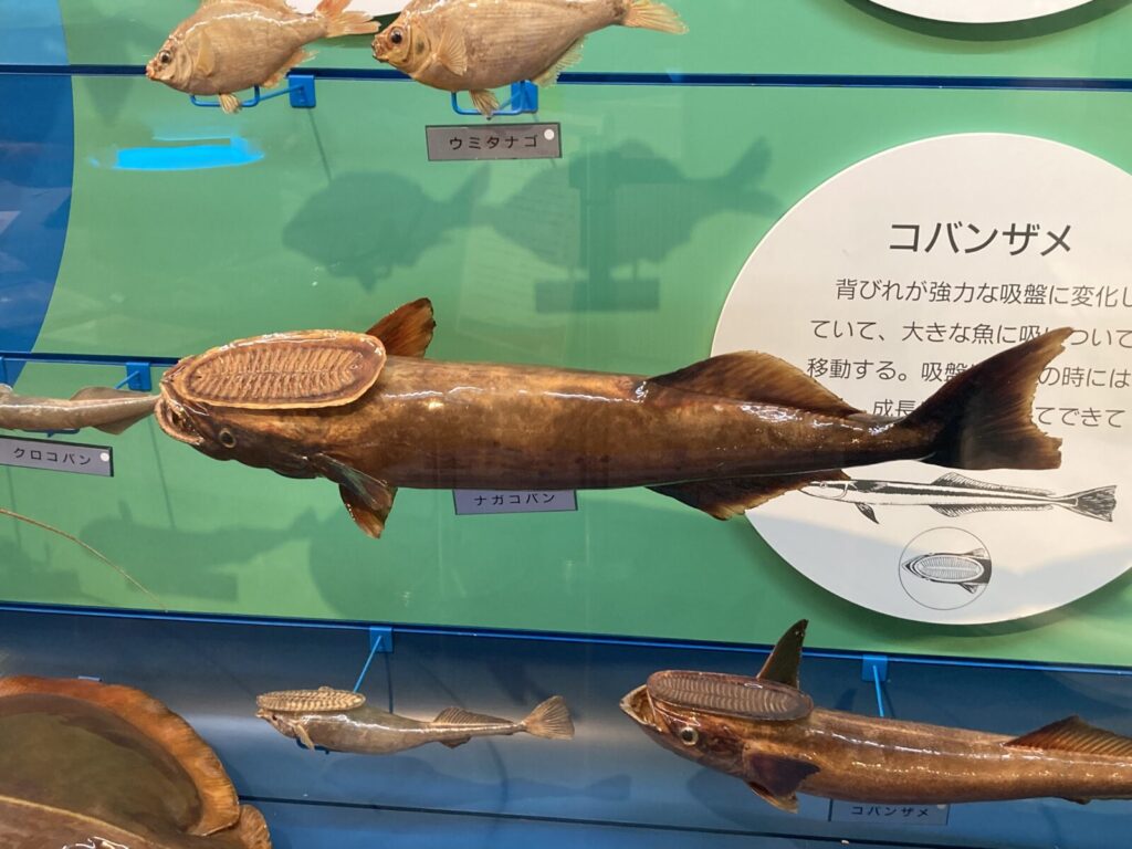 鳥取県境港市にある「海とくらしの史料館」