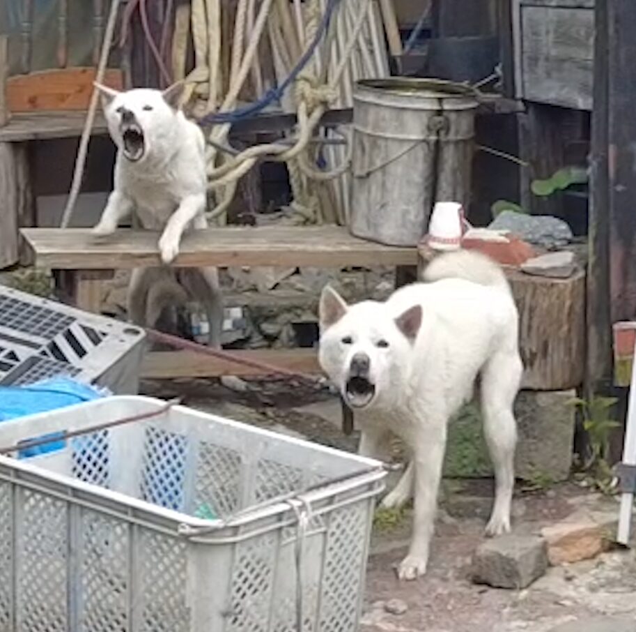 佐賀「びっくりハウス」の紀州犬
